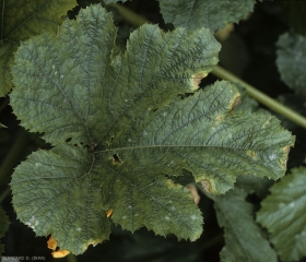 Plusieurs taches beiges auréolées d'un halo jaune sont situées en bordure d'une feuille de courgette. <b><i>Botrytis cinerea</i></b> (pourriture grise, grey mold)