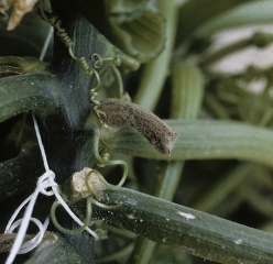 Chicot de pétiole pourri, recouvert d'une moisissure grise servant de base nutritive au champignon parasite qui gagnera ultérieurement la tige de cette courgette.<b><i>Botrytis cinerea</i></b> (pourriture grise, grey mold)