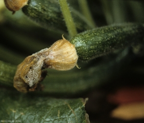 Jeune fruit de courgette dont les pétales infectés et pourris permettront la contamination rapide du fruit. <b><i>Botrytis cinerea</i></b> (pourriture grise, grey mold)