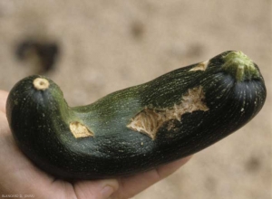 Craquelure liégeuses consécutives à des attaques précoces de <b><i>Cladosporium cucumerinum</i></b> sur jeunes fruits de courgette. (cladosporiose ou nuile grise, cucumber scab)