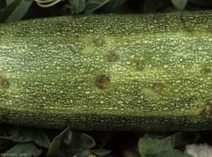 Détail de petites taches chancreuses et graisseuses sur ce fruit de courgette. <b><i>Cladosporium cucumerinum</i></b> (cladosporiose ou nuile grise, cucumber scab)