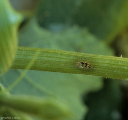 Détail d'une lésion chancreuse sur pétiole de courgette. <b><i>Cladosporium cucumerinum</i></b> (cladosporiose ou nuile grise, cucumber scab)