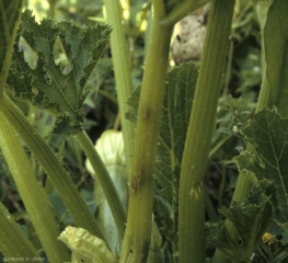 Les lésions sur pétioles deviennent chancreuses, les tissus centraux s'effondrant et disparaissant. <b><i>Cladosporium cucumerinum</i></b> (cladosporiose ou nuile grise, cucumber scab)