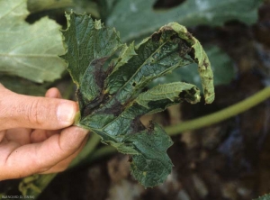 Plusieurs taches à plages brunes à noirâtres, nécrotiques, sont bien visibles sur cette jeune feuille de courgette. <i><b>Phytophthora capsici</b></i> (<i>Phytophthora</i> blight)