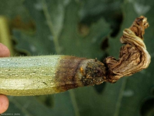 Brunissement des pétales et de l'extrémité d'une jeune courgette ; on peut noter la présence d'exsudats sombres sur l'altération dont la marge est diffuse. <b><i>Phytophthora capsici</i></b> (<i>Phytophthora</i> blight)