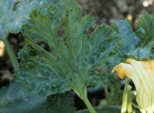 Boursouflures discrètes couvrant partiellement le limbe d'une feuille de courgette. <b>Virus des taches en anneaux du papayer</b> (<i>Papaya ring spot virus</i>, PRSV)