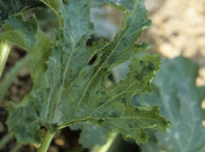 Cette feuille de courgette présente une mosaïque en taches ou plages irrégulières et légèrement en relief. <b>Virus des taches en anneaux du papayer</b> (<i>Papaya ring spot virus</i>, PRSV)