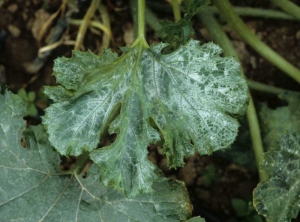 Feuille de courgette presque totalement argentée. <b>Virus des taches en anneaux du papayer</b> (<i>Papaya ring spot virus</i>, PRSV)