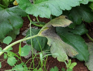 Les nombreux <b>pucerons</b> ou aleurodes présents sur cette feuille de courgette ont produit du miellat sur lequel commence à se développer de la <b>fumagine</b>. Le limbe prend une teinte noirâtre.