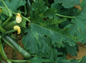 Certains secteurs périphériques du limbe de cette feuille de courgette sont plus clairs et effilés. <b>Virus de la mosaïque de la pastèque</b> (<i>Watermelon mosaic virus</i>, WMV)