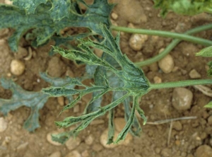 Feuille de courgette filiforme ou laciniée. <b>Virus de la mosaïque jaune de la courgette</b> (<i>Zucchini yellow mosaic virus</i>, ZYMV)