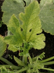Cette feuille de courgette légèrement mosaïquée est plutôt chlorotique. <b>Virus de la mosaïque jaune de la courgette</b> (<i>Zucchini yellow mosaic virus</i>, ZYMV)
