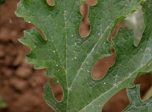 <b>Aleurodes</b> sur feuille de courgette