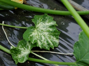 Les tissus foliaires de ces 2 feuilles de courge sont localement et par secteurs décolorés. (<b>chimère</b>) 
