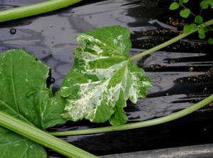 Des secteurs du limbe plus ou moins décolorés et délimités par les nervures sont bien visibles sur cette feuille de courge. (<b>Chimère</b>)