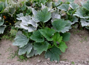 L'oïdium est en train d'envahir inexorablement cette plante en commençant par les feuilles basses. <i><b>Podosphaera xanthii</b></i> ou <b><i>Golovinomyces cichoracearum</i> var. <i>cichoracearum</i></b> (oïdium ou "blanc", powdery mildew, white mold) 