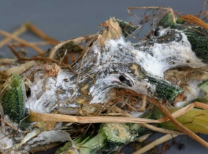 Cette tige de courgette est ceinturé par une pourriture humide et brune sur plusieurs centimètres. <i><b>Sclerotinia sclerotiorum</b></i> (Sclérotiniose)