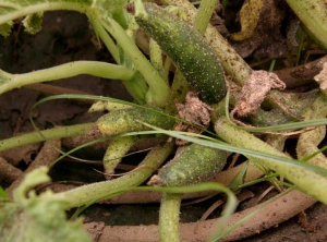 La forte présence de pucerons est à l'origine du développement de la <b>fumagine</b> sur la tige et les jeunes fruits de ce pied de courgette. Notez que les fruits sont affectés par le <b>Virus de la mosaïque jaune de la courgette</b> (<i>Zucchini yellow mosaic virus</i>, ZYMV). Ce n'est pas étonnant car ce virus est transmis par pucerons.