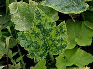 Mosaïque et 'vein banding' bien marqués sur feuille de courgette. <b>Virus de la mosaïque du concombre</b> (<i>Cucumber mosaic virus</i>, CMV)