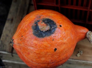 Une large tache humide et noire s'est développée sur ce potiron. <i><b>Colletotrichum orbiculare</b></i> (anthracnose ou nuile rouge, anthracnose)