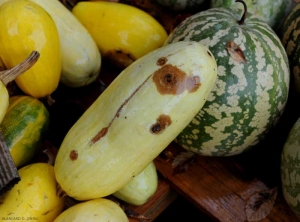 Quelques taches brunes et circulaires, plus ou moins développées, sont visibles sur fruit de courge. <i><b>Colletotrichum orbiculare</b></i> (anthracnose ou nuile rouge, anthracnose)