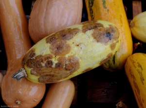 De nombreuses taches brunes se ont formées sur cette courge ;  en se développant et confluant elles le recouvrent progressivement. <i><b>Colletotrichum orbiculare</b></i> (anthracnose ou nuile rouge, anthracnose)