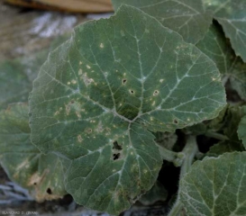 Petite taches de cladosporiose sur feuille de courge. Les tissus nécrosés sont tombés, conférant au limbe un aspect criblé. <b><i>Cladosporium cucumerinum</i></b> (cladosporium ou nuile grise, cucumber scab) sur courge 4