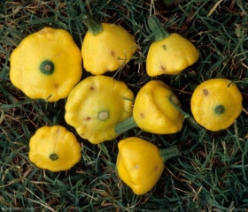 Quelques taches de cladosporiose sont visibles sur ces pâtissons. <b><i>Cladosporium cucumerinum</i></b> (cladosporium ou nuile grise, cucumber scab)