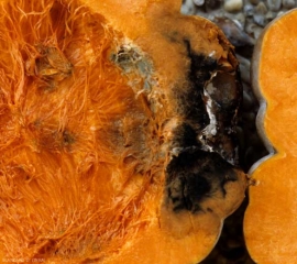 La chair de cette courge envahie par <b><i>Didymella bryoniae</i></b> se décompose progressivement et prend localement une teinte noire caractéristique. (pourriture noire sur fruit, black rot)