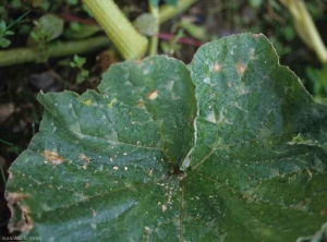 D_bryoniae_courge_DB_525