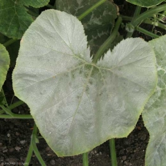 Le limbe de cette feuille de courge est entièrement argenté. (<b>argenture</b>)