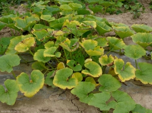 Ce pied de courge montre de nombreuses feuilles chlorosant en périphérie du limbe. <b>manque d'eau</b> 