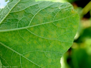 Aspect à la face inférieure de taches chlorotiques liées à une attaque d'oïdium sur feuille de courge. <i><b>Podosphaera xanthi</b></i>  ou <b><i>Golovinomyces cichoracearum</i> var. <i>cichoracearum</i></b> (oïdium ou blanc, powdery mildew, white mold)