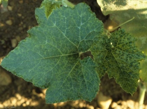 Mosaïque sur feuilles de courge : débutante sur celle située à gauche, plus marquée sur celle de droite. <b>Virus de la mosaïque de la courgette</b> (<i>Zucchini yellow mosaic virus</i>, ZYMV)