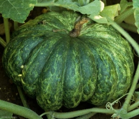 Courge fortement mosaïquée montrant quelques boursoufflures en cours de formation. <b>Virus de la mosaïque de la courgette</b> (<i>Zucchini yellow mosaic virus</i>, ZYMV)