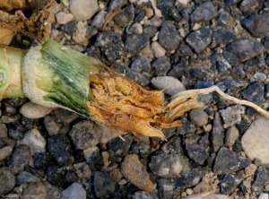 Rhizoctonia_courge_DB_665