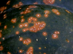 Xanthomonas_courge_DB_672