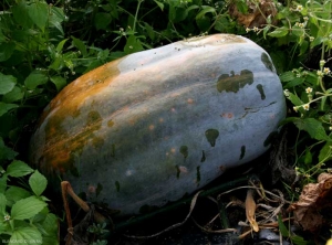 Quelques taches occasionnées par <i><b>Xanthomonas cucurbitae</b></i> sont visibles sur cette courge. (taches bactériennes, bacterial spot) 