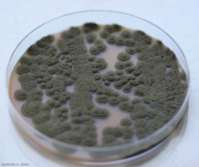 Aspect des colonies de <b><i>Cladosporium cucumerinum</i></b> sur milieu malt-agar. (cladosporiose ou nuile grise, cucumber scab)