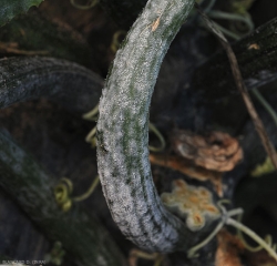 Les deux champignons responsables de l'oïdium sont aussi capables de se développer sur la tige et sur les pétioles. C'est le cas sur ce pétiole d'une feuille de courge sur laquelle la sporulation est dense. <i><b>Podosphaera xanthi</b></i>  ou <b><i>Golovinomyces cichoracearum</i> var. <i>cichoracearum</i></b> (oïdium ou blanc, powdery mildew, white mold)