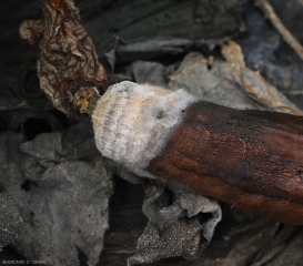 Un feutrage mycélien blanc à rosâtre et des sporodochies orangés se sont développés sur les tissus. <b><i>Fusarium </i>  sp. </b> (pourritures  des fruits à Fusarium, Fusarium fruit rot)