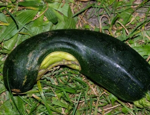 Le placenta  est visible sur une surface conséquente de cette courgette. (<b>placenta apparent</b>)