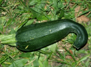 Une mauvaise fécondation est responsable de la déformation de cette courgette.