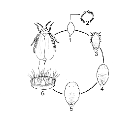 Aleurodes_Koppert_cycle