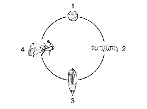 Noctuelles_Koppert_cycle