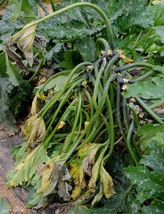 Ce pied de courgette, dont la tige est fortement affectée par <b><i>Pectobacterium carotovorum</i> subsp. <i>carotovorum</i></b>, révèle plusieurs feuilles chlorotiques et flétries. (pourriture bactérienne, bacterial stem rot and fruit rot)