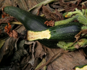 Les tissus internes de cette courgette ont pris une teinte brunâtre, des cavités se sont aussi formées. <b><i>Pectobacterium carotovorum</i> subsp. <i>carotovorum </i></b> (pourriture bactérienne, bacterial stem rot and fruit rot)