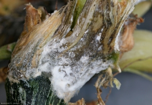 Les tissus de la tige altérés montrent une teinte livide et noirâtre, et sont recouvert par un mycélium blanc plus ou moins cotonneux. <i><b>Sclerotinia sclerotiorum</b></i> (Sclérotiniose)