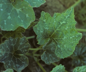Mosaïque déformante sur feuille de courge. <b>Virus de la mosaïque de la pastèque</b> (<i>Watermelon mosaic virus</i>, WMV)