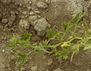 Toutes les feuilles de ce pied de courge sont mosaïquées, voire chorotiques, et déformées, avec une forte tendance à la filiformie. <b>Virus de la mosaïque de la pastèque</b> (<i>Watermelon mosaic virus</i>, WMV)